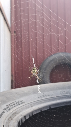 Wasp Spider