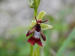 Ophrys insectifera insectifera