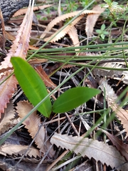 Cryptostylis