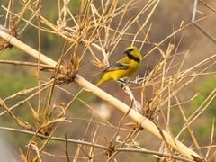 Icterus nigrogularis