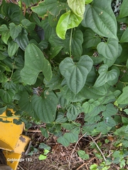 (c) Gold eagle Kroll, some rights reserved (CC BY) Dioscorea polystachya, photograph (c) Gold eagle Kroll, some rights reserved (CC BY)