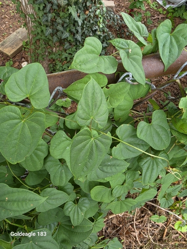 Dioscorea polystachya, photograph 6