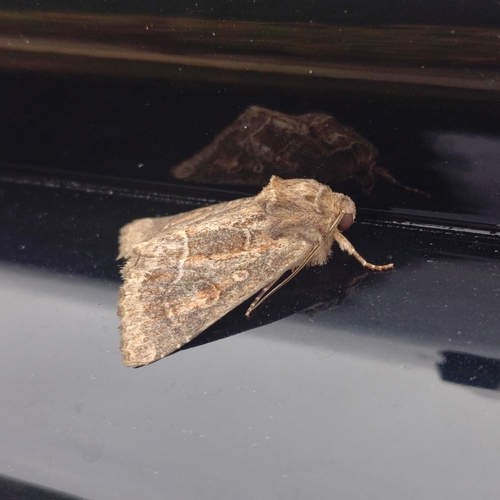 Straw Underwing