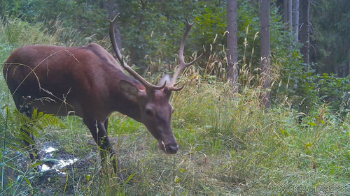 Red Deer