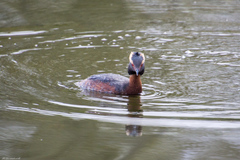 Podiceps auritus