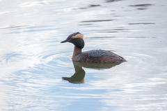 Podiceps auritus