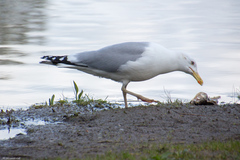 Larus argentatus