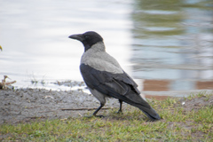 Corvus cornix