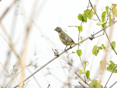 Euphonia trinitatis