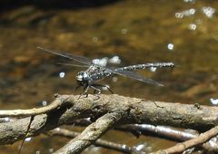 Austroaeschna anacantha