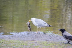 Larus argentatus