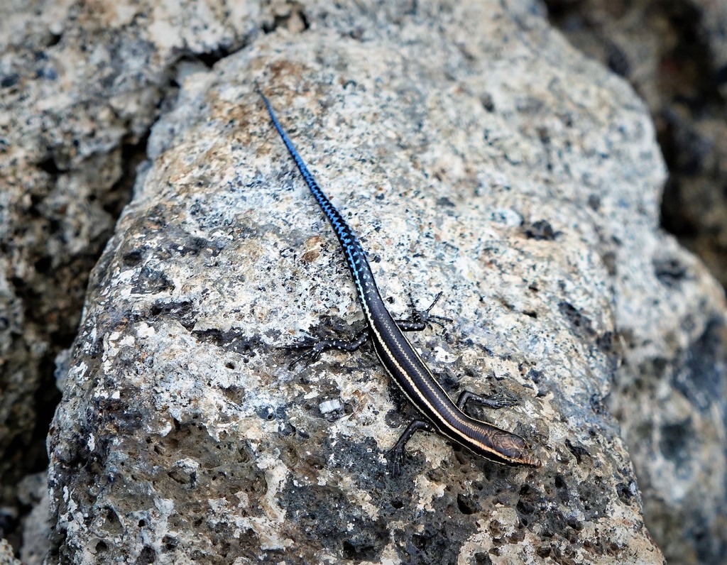 Five-Lined Snake-Eyed Skink
