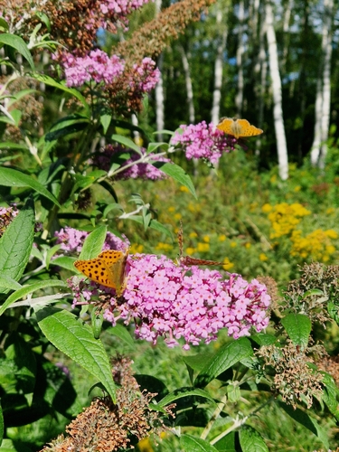 Queen of Spain Fritillary