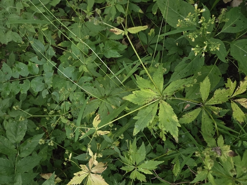 Sanicula odorata