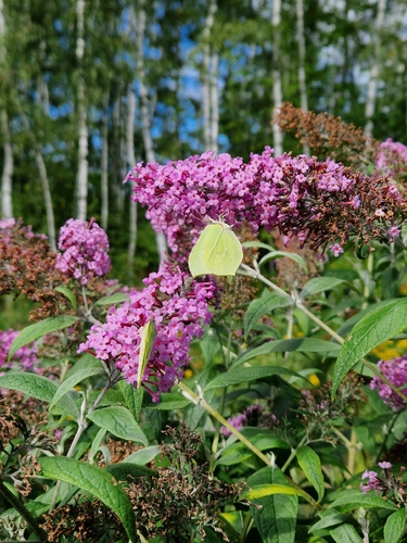Common Brimstone