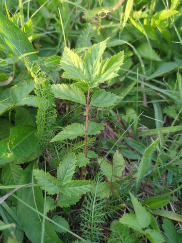 Meadowsweet
