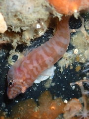 Aspasmogaster costata