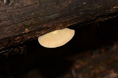 Crepidotus nephrodes