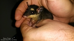 Philander opossum melanurus