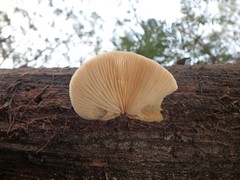 Crepidotus nephrodes