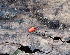 Zenodosus sanguineus