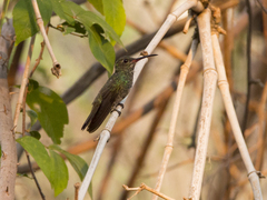 Chionomesa fimbriata