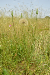 Tragopogon porrifolius