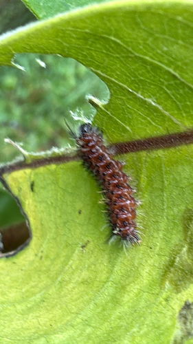 Milkweed Tussock Moth (Euchaetes egle)
