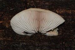 Crepidotus nephrodes