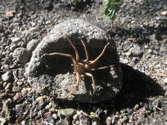 Araneae