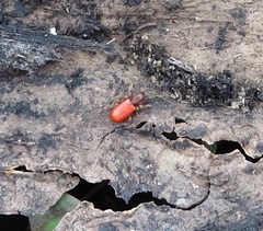 Zenodosus sanguineus