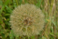 Tragopogon porrifolius