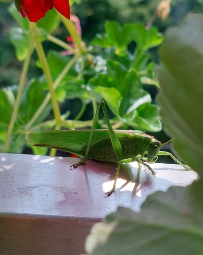 Great Green Bush-cricket