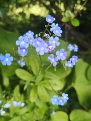 Brunnera