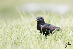 Sturnus vulgaris