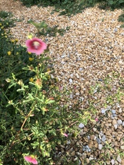 Anisodontea scabrosa
