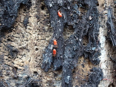 Zenodosus sanguineus