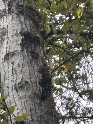 Red-breasted Sapsucker