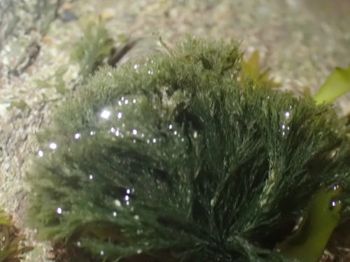 Cladophora rupestris observed 2026-08-29