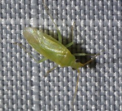 Orthotylus