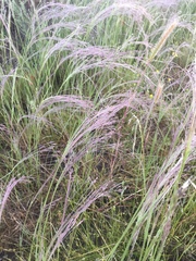 Agrostis hyemalis