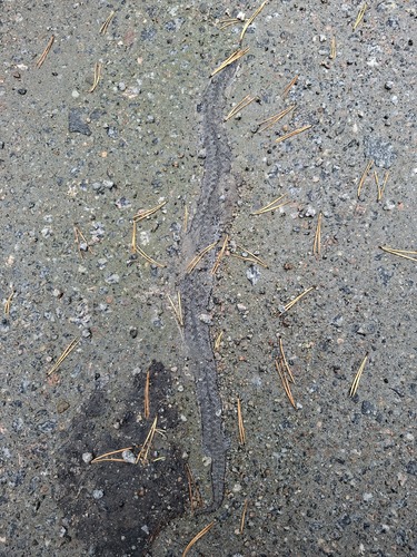 Adder