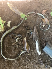 Thelotornis capensis