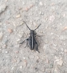 Dorcadion holosericeum