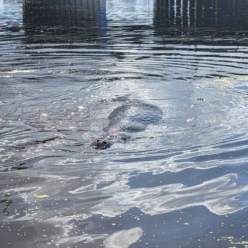 Florida Manatee observed by benjaminmiles