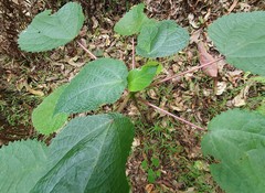 Dendrocnide moroides