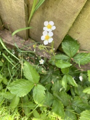 Fragaria × ananassa
