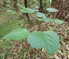 Dendrocnide moroides