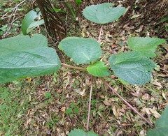 Dendrocnide moroides