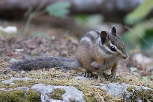 Siskiyou Chipmunk observed by curtis39